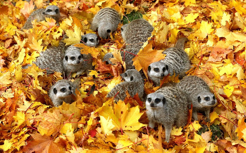 Meerkats play in autumn leaves at Blair Drummond Safari Park near Stirling, Scotland