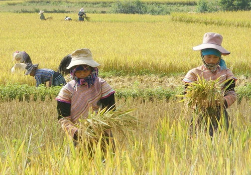 Mất mùa lúa, người Mông vùng cao Tả Văn Chư lo lắng