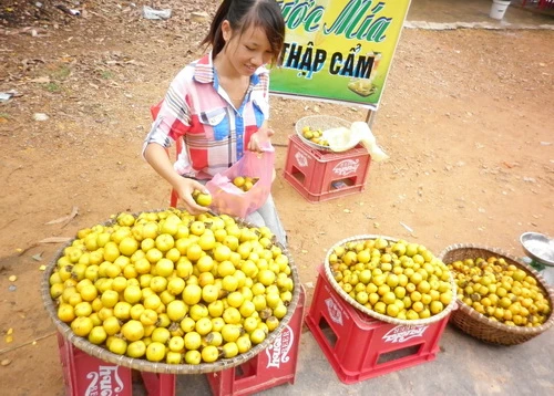 Hồng Nam Đàn vào mùa