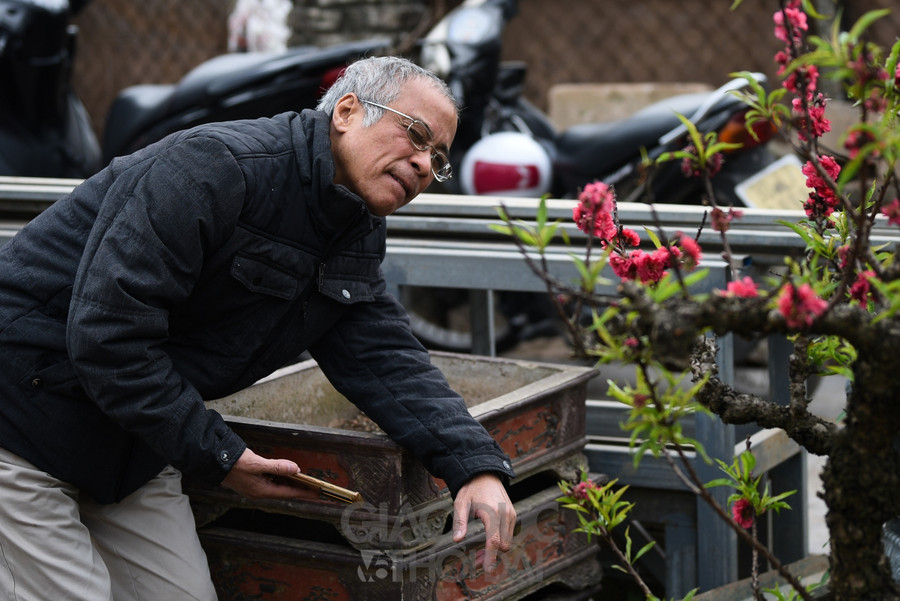 Đào Thất Thốn - Loại đào tiến Vua, nằm điều hòa "chờ Tết" ảnh 7