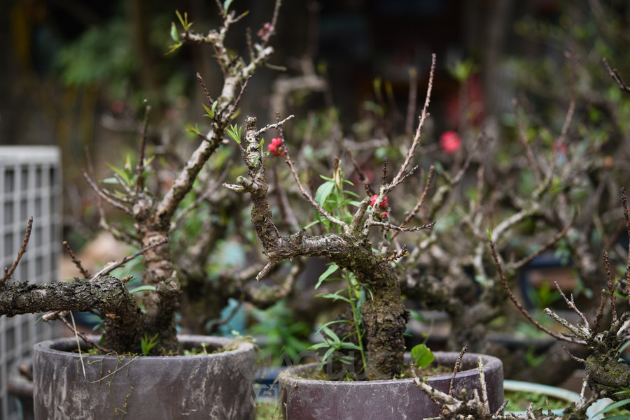 Đào Thất Thốn - Loại đào tiến Vua, nằm điều hòa "chờ Tết" ảnh 3