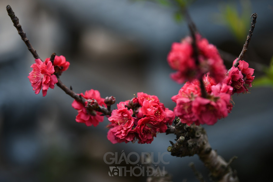 Đào Thất Thốn (hay còn gọi là đào tiến Vua) là loại đào được người chơi chơi tôn là loài &quot;vương giả&quot; nhất trong các loại hoa đào.