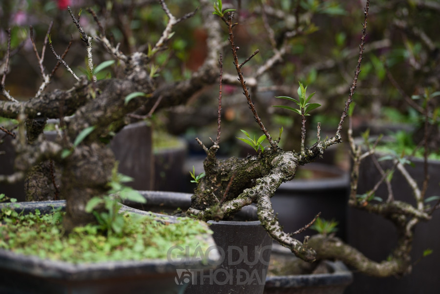 Là loại cây cảnh có dáng lùn, đẹp tự nhiên, nở nhiều hoa, mang dáng vẻ cổ kính; từ gốc đến cành đào đều nổi u, mấu xù xì, cùng nhiều thế cây độc đáo.