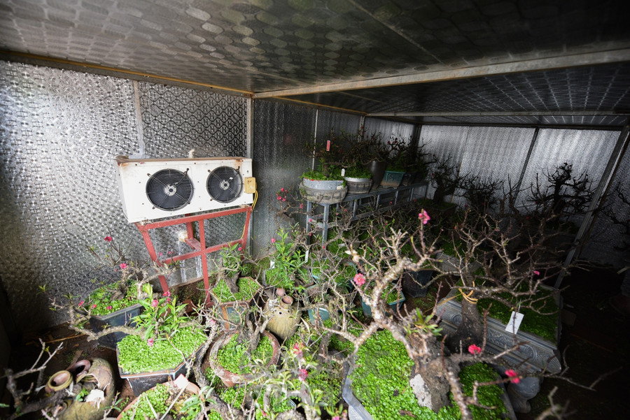 Đào Thất Thốn - Loại đào tiến Vua, nằm điều hòa "chờ Tết" ảnh 14