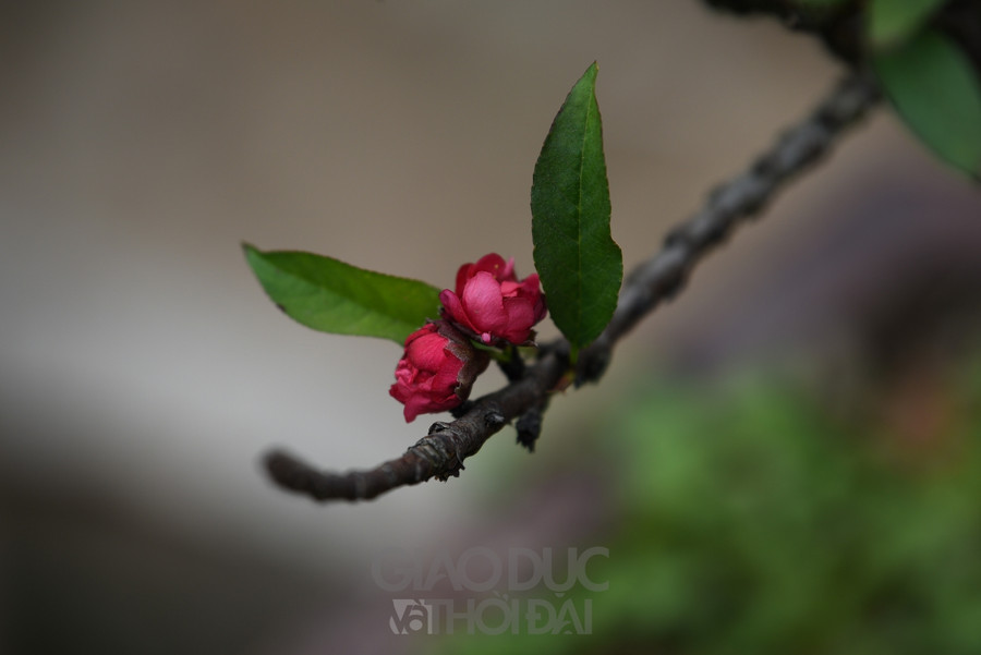 Tại vườn đào Thất Thốn của gia đình ông Lê Hàm (Nhật Tân - Hà Nội) những gốc đào thất thốn được chăm sóc ở chế độ &quot;đặc biệt&quot;, rất kỹ lưỡng và tỉ mỉ.