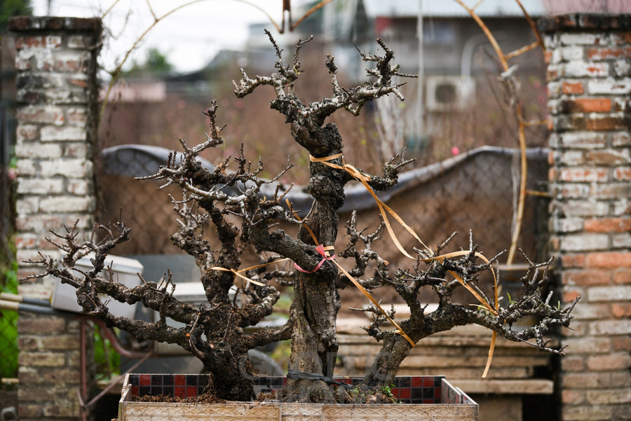 Một cây đào mini Hà Nội cao 30 - 40cm có mức giá khoảng 2.000.000 đồng - 2.500.000 đồng/chậu, với cây đào to, đẹp hơn mức giá có thể lên tới hàng chục, hàng trăm triệu đồng.