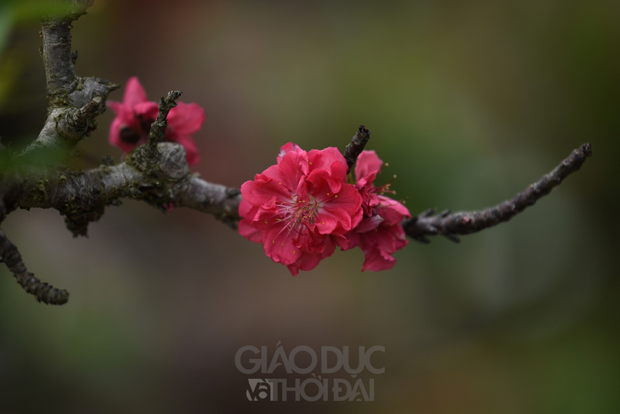 Hoa nở to, đỏ như màu máu với cánh hoa dày.