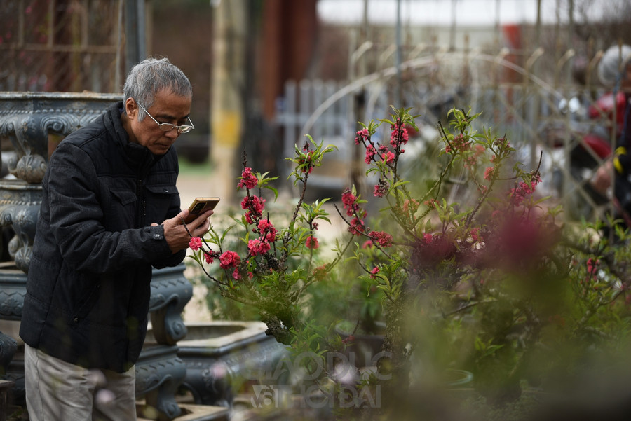 Đào Thất Thốn - Loại đào tiến Vua, nằm điều hòa "chờ Tết" ảnh 13