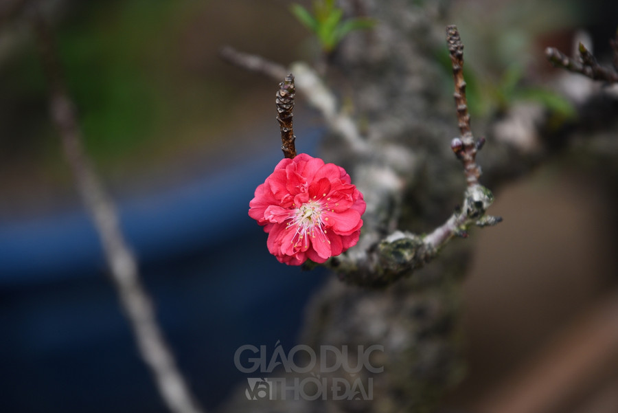 Cây ra hoa kép và mỗi tầng hoa đều có 7 cánh, mỗi bông to có đường kính lên tới 4 – 5 cm.