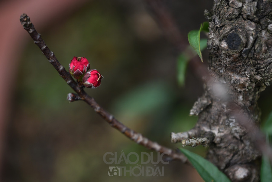 Đào Thất Thốn - Loại đào tiến Vua, nằm điều hòa "chờ Tết" ảnh 5