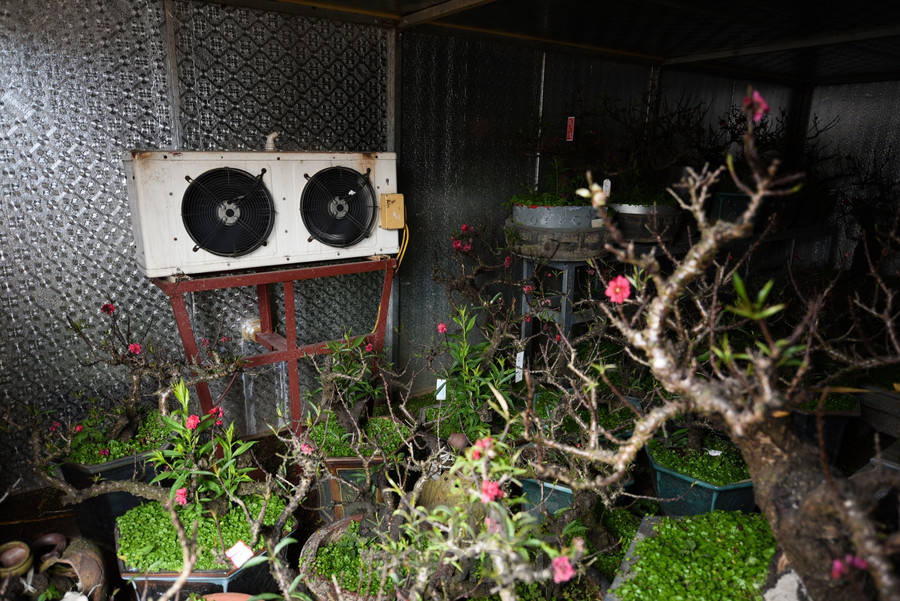 Đào Thất Thốn - Loại đào tiến Vua, nằm điều hòa "chờ Tết" ảnh 15