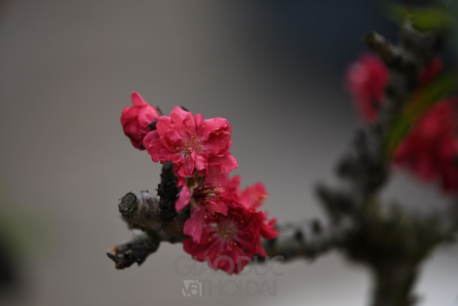 Đào Thất Thốn - Loại đào tiến Vua, nằm điều hòa "chờ Tết" ảnh 18