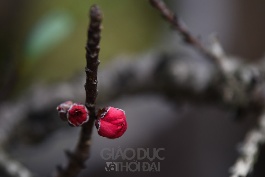 Điều đặc biệt của loại đào tiến Vua này là cây ra hoa cả ở gốc, ở cành và thân cây.