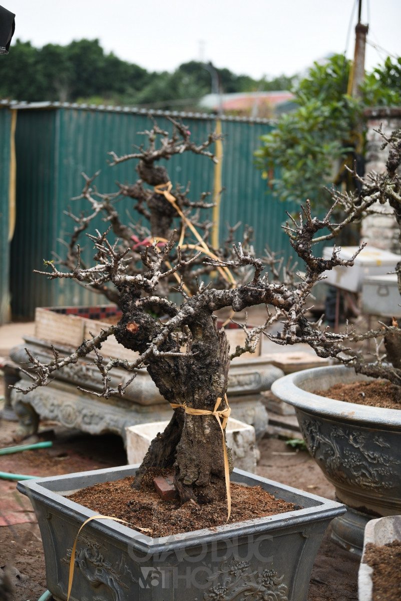 Đào Thất Thốn - Loại đào tiến Vua, nằm điều hòa "chờ Tết" ảnh 19