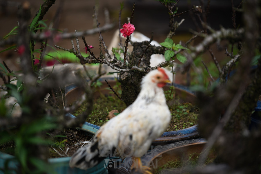 Đào Thất Thốn - Loại đào tiến Vua, nằm điều hòa "chờ Tết" ảnh 8