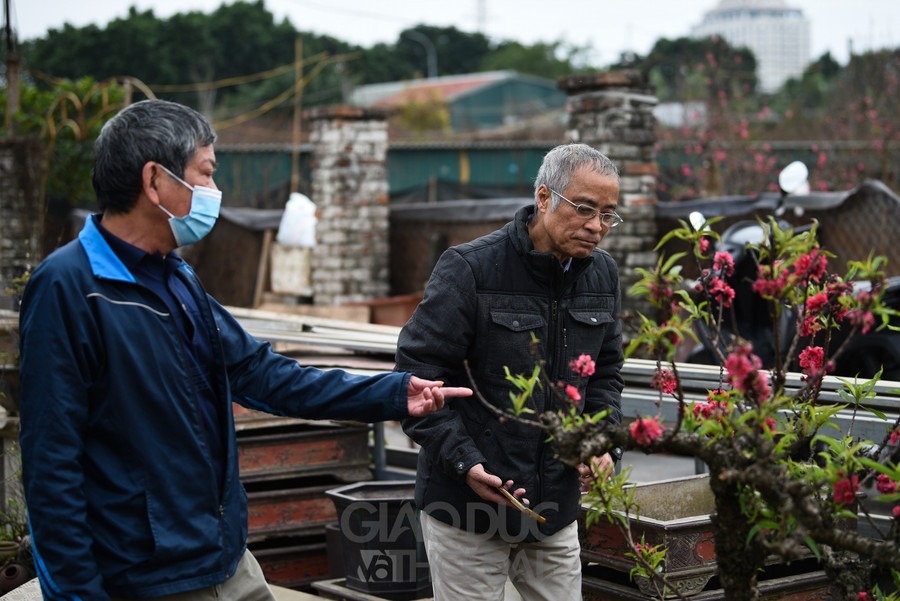 Đào Thất Thốn - Loại đào tiến Vua, nằm điều hòa "chờ Tết" ảnh 10