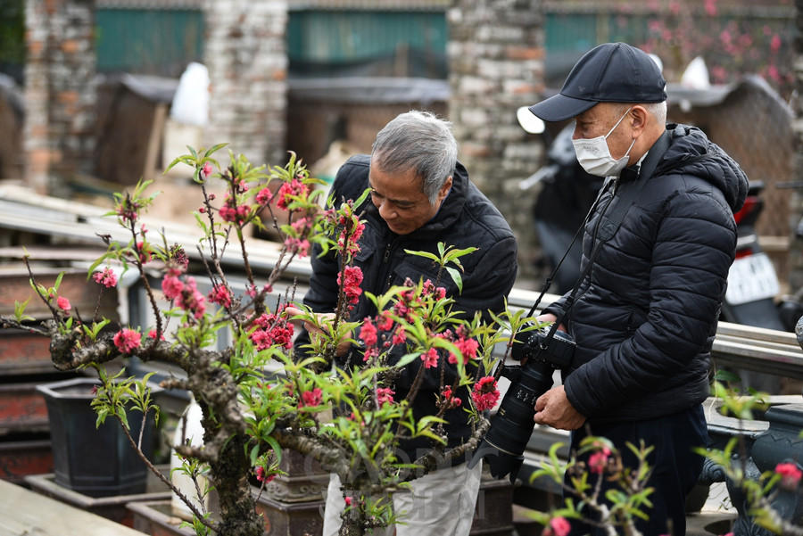 Đào Thất Thốn - Loại đào tiến Vua, nằm điều hòa "chờ Tết" ảnh 12