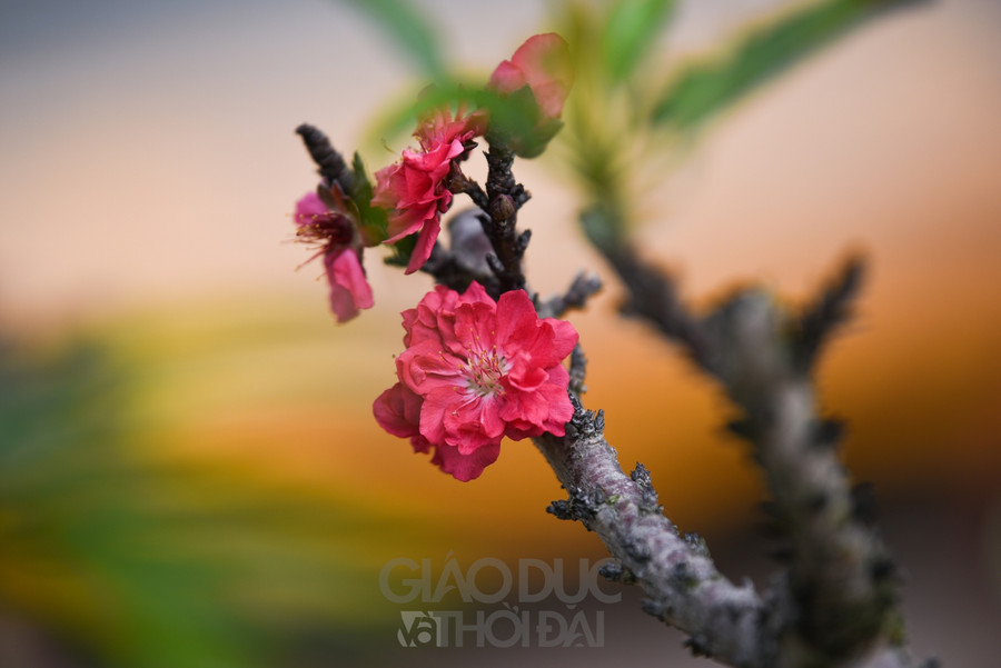 Đào Thất Thốn - Loại đào tiến Vua, nằm điều hòa "chờ Tết" ảnh 17