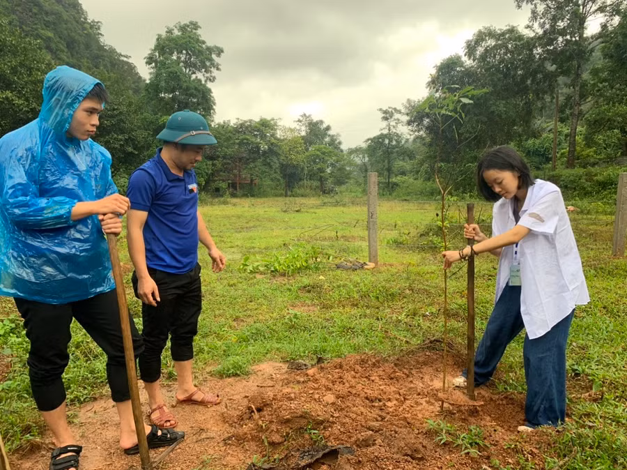 Các giống cây rừng được trồng là lim xanh, dỗi, sến, lát hoa, giáng hương...