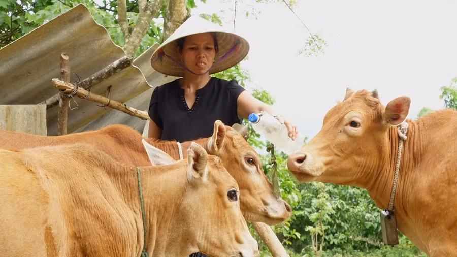 Người dân xã Hướng Lập được hỗ trợ bò giống để phát triển kinh tế.