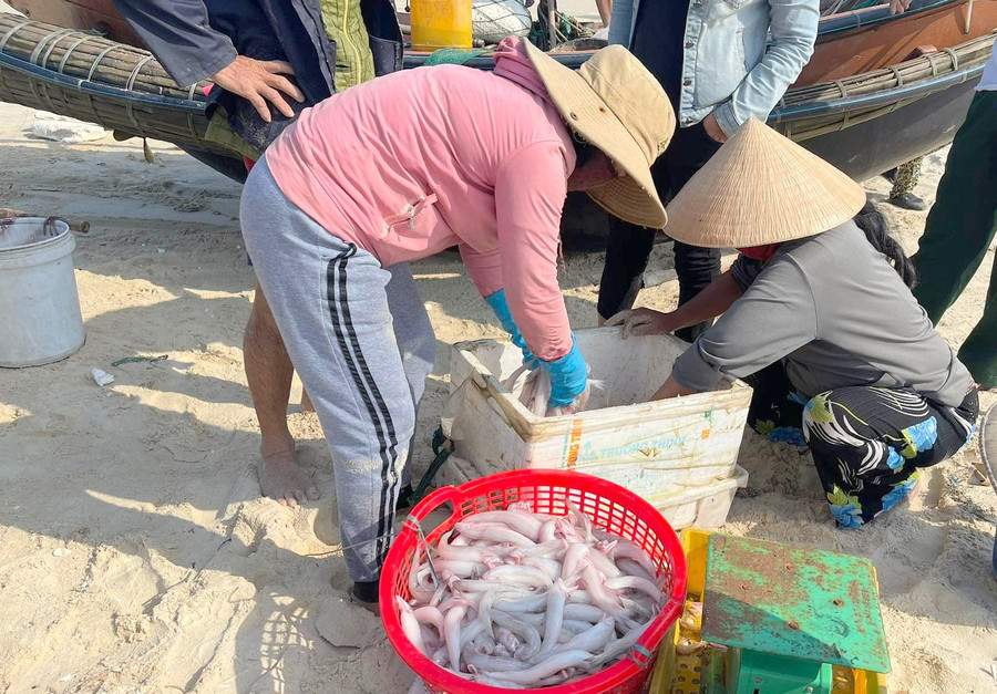 Ngư dân tranh thủ thời tiết thuận lợi để đánh bắt vụ cá khoai. (Ảnh: Đ. Đức).