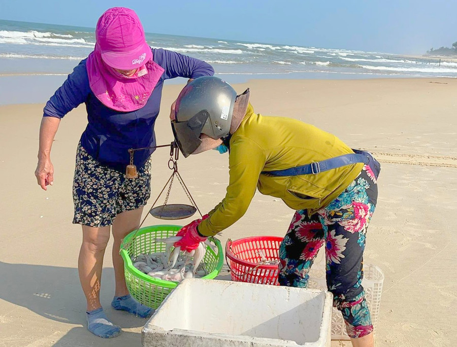Cá khoai được thương lái mua đi phân phối các nơi.