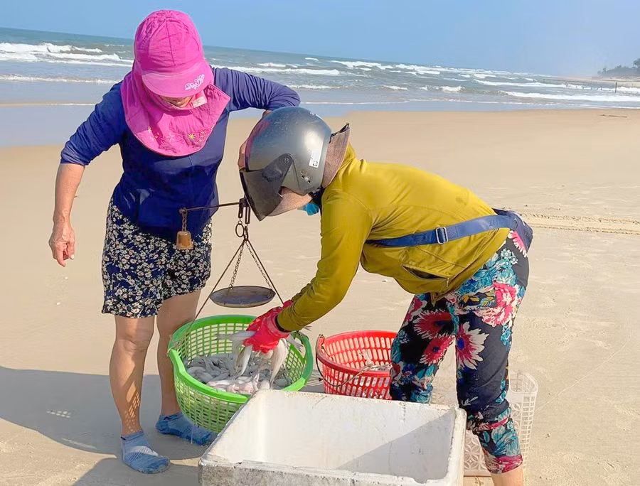 Cá khoai được thương lái mua đi phân phối các nơi.