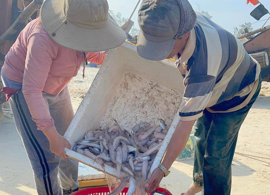 Sau chuyến đánh bắt chỉ vài giờ, thuyền ông Kỳ thu được hơn 2,2 triệu đồng. (Ảnh: Đ. Đức).