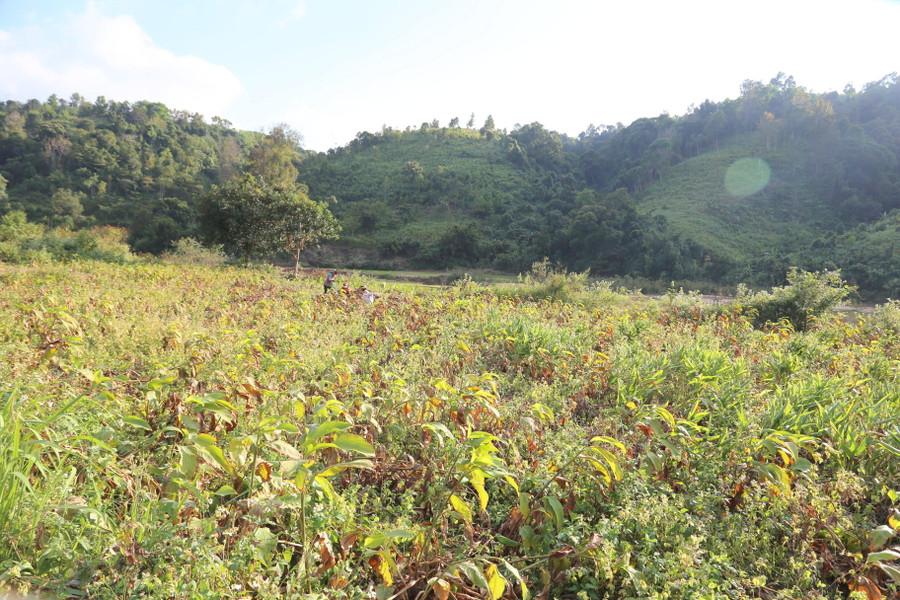 Diện tích đất ven chân đồi, thiếu nước được tận dụng trồng cây dong riềng.