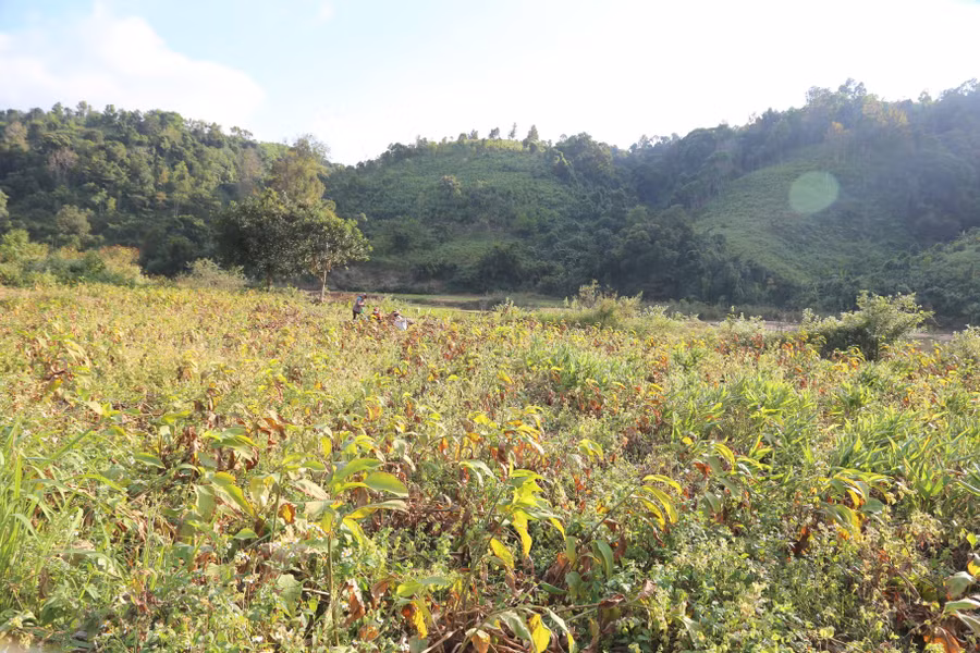 Diện tích đất ven chân đồi, thiếu nước được tận dụng trồng cây dong riềng.