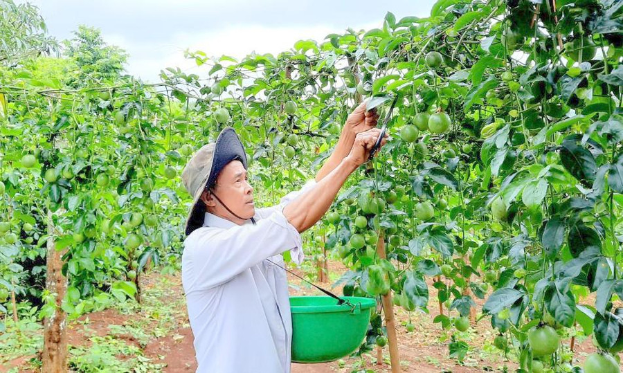 Mô hình trồng cây chanh leo phát huy hiệu quả ở xã miền núi.