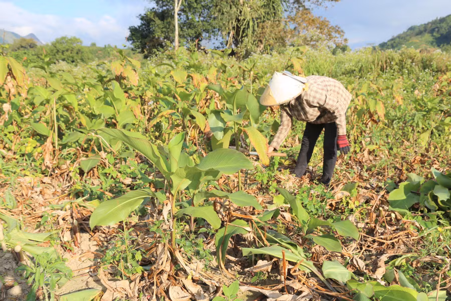 Cây dong riềng giúp bà con Vân Kiều ở xã Hướng Phùng, Quảng Trị thoát nghèo.