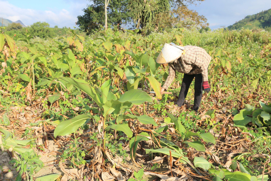 Cây dong riềng giúp bà con Vân Kiều ở xã Hướng Phùng, Quảng Trị thoát nghèo.