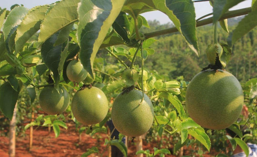 Cây chanh leo mang lại thu nhập cao cho nhiều người dân.