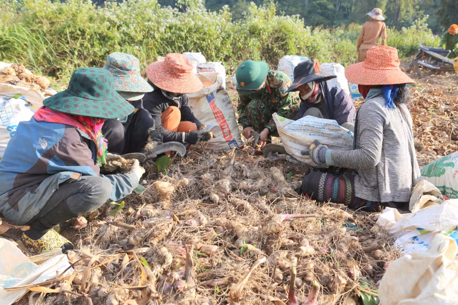 Sản phẩm củ dong riềng được Công ty Xây dựng (Đoàn kinh tế - Quốc Phòng 337) thu mua toàn bộ.