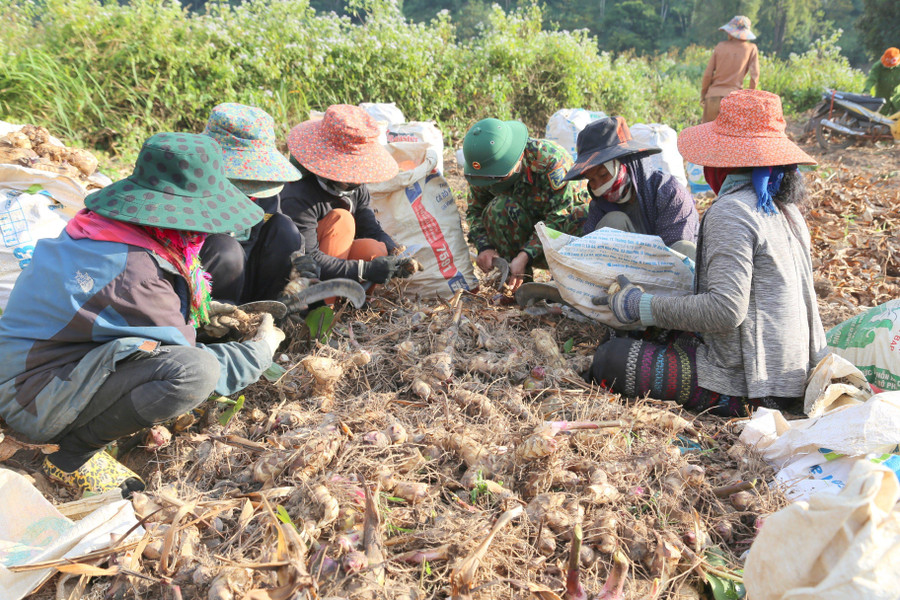 Sản phẩm củ dong riềng được Công ty Xây dựng (Đoàn kinh tế - Quốc Phòng 337) thu mua toàn bộ.