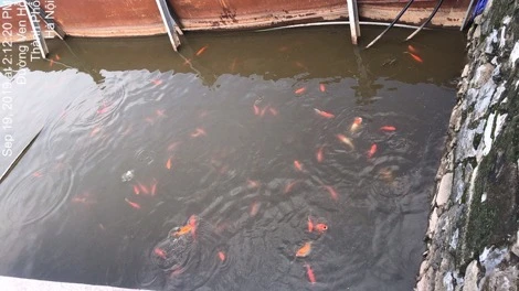 Cá Koi trong khu xử lý nước tại khu vực Hồ Tây.