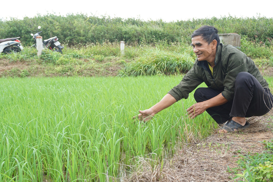60 hộ dân tham gia mô hình "Trồng giống lúa nước ST24 định hướng hữu cơ”. 60 hộ dân tham gia mô hình "Trồng giống lúa nước ST24 định hướng hữu cơ”.