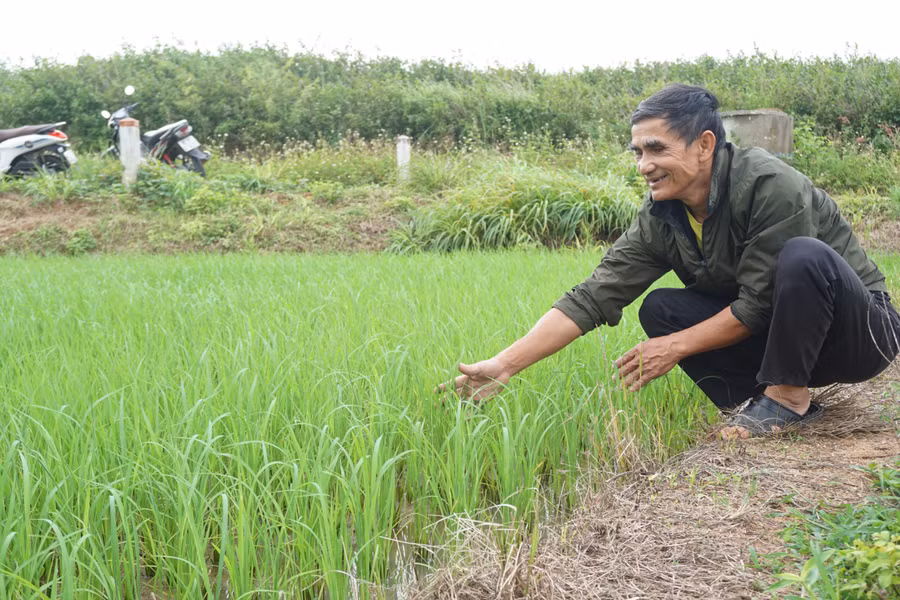 60 hộ dân tham gia mô hình "Trồng giống lúa nước ST24 định hướng hữu cơ”.