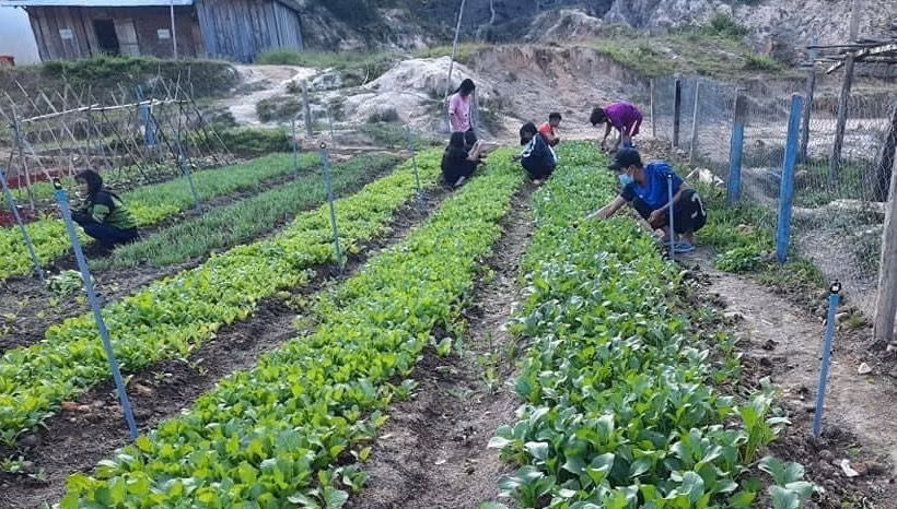 Trường PTDTBT cấp 1, 2 Măng Bút 2 tổ chức cho học sinh trải nghiệm trồng trọt.