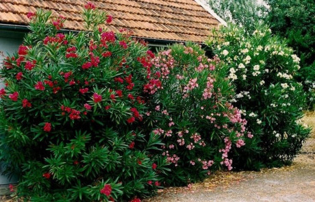Chân dung người đẹp sát thủ trong thế giới thực vật Việt Nam - Ảnh 5 Chan dung nguoi dep sat thu trong the gioi thuc vat Viet Nam - Anh 5
