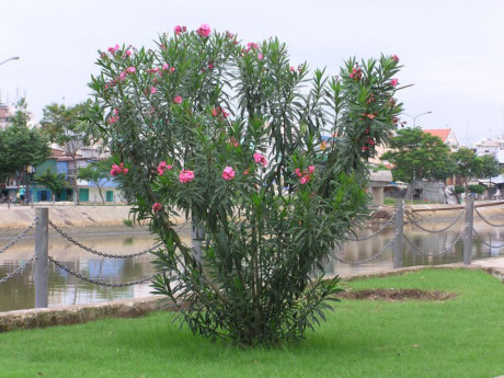 Chân dung người đẹp sát thủ trong thế giới thực vật Việt Nam - Ảnh 6 Chan dung nguoi dep sat thu trong the gioi thuc vat Viet Nam - Anh 6