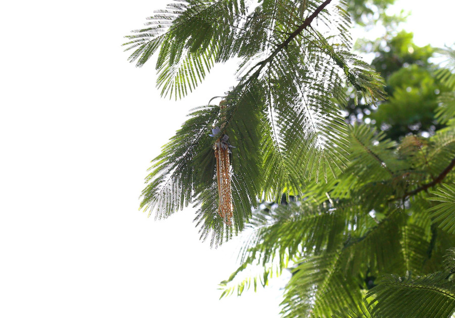 Khá nhiều vàng được tên cướp vứt lên cây, mắc vào cành phượng vỹ. Khá nhiều vàng được tên cướp vứt lên cây, mắc vào cành phượng vỹ.