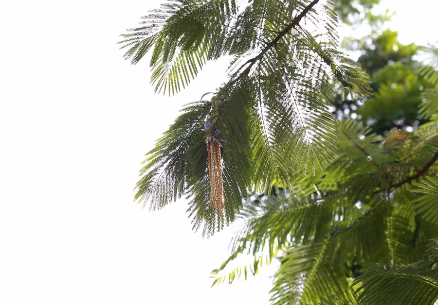 Khá nhiều vàng được tên cướp vứt lên cây, mắc vào cành phượng vỹ.