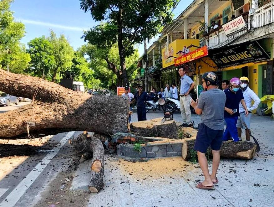 Việc đốn hạ cây cổ thụ là do bộ rễ bên dưới đã bị hư, dù cứu chữa hơn 1 năm nay nhưng không thành công.