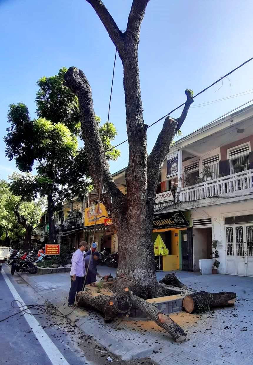 Cây long não cổ thụ chuẩn bị đốn hạ trong sáng 18/7.