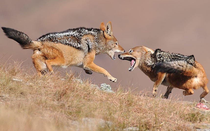 Ảnh động vật đẹp trong tuần ảnh 5 ...Mitchell Krog also captured a group of black-backed jackals that arrived on top of the mountain in the late afternoon to come and steal the meaty bones that were placed out for the vultures.