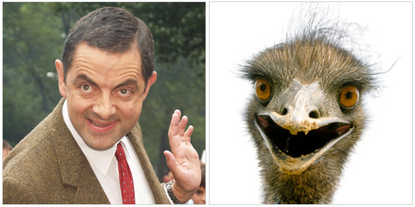 Ngộ nghĩnh ảnh sao Hollywood giống... động vật ảnh 6 Mr Bean có giống chú đà điểu này không?