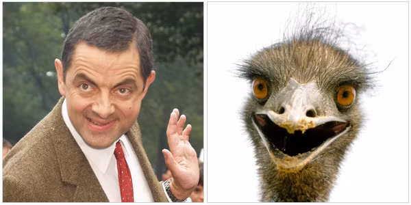 Ngộ nghĩnh ảnh sao Hollywood giống... động vật ảnh 6 Mr Bean có giống chú đà điểu này không?