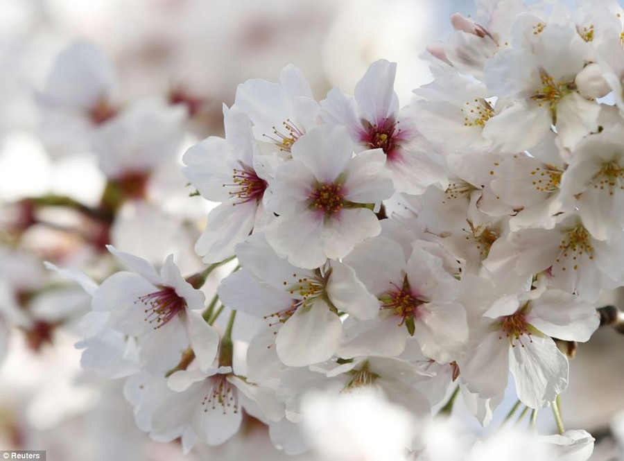 Ngắm hoa anh đào phủ trắng xứ Phù Tang ảnh 7